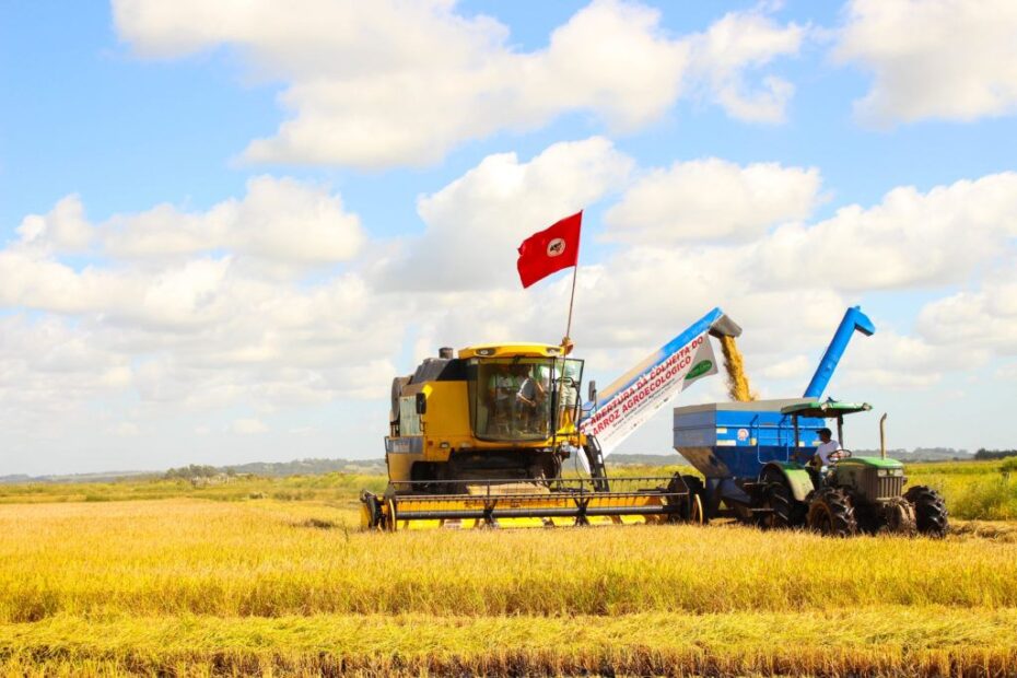 Colheita do arroz orgânico produzido por cooperativas do MST no RS. Foto: Catiana Medeiros